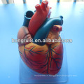 Modelo humano del corazón humano de la ISO, modelo médico del corazón, modelo educativo del corazón
